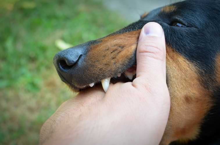 Dog biting man's hand 